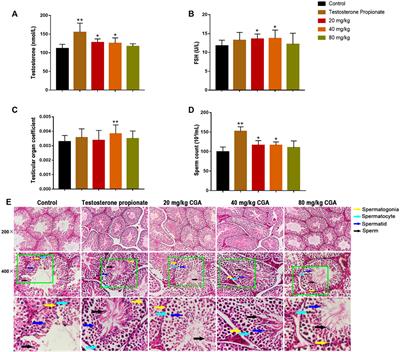 Study on the SHP2-Mediated Mechanism of Promoting Spermatogenesis Induced by Active Compounds of Eucommiae Folium in Mice